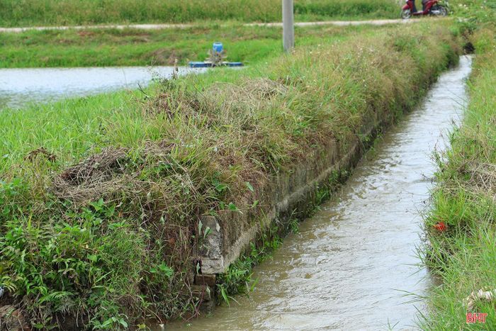 Những cơn mưa đã kịp thời bổ sung lượng nước cần thiết cho hệ thống kênh mương, giải "cơn khát" cho ruộng đồng sau thời gian nắng gắt.