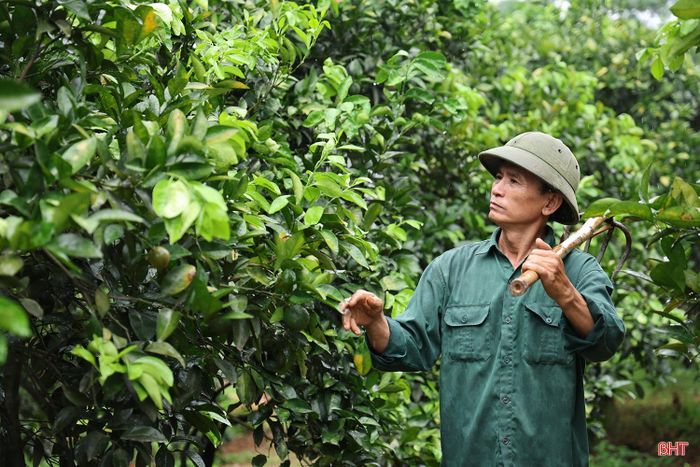Anh Phan Văn Thanh - chủ nhà vườn cam Thanh Hiền (thôn Thượng Lộc, xã Đồng Lộc) cho biết: “Sau đợt mưa, đất đã có độ ẩm nên nhà vườn tập trung chăm sóc, tỉa cành, bón phân và phòng trừ sâu bệnh. Đây là điều kiện thuận lợi giúp cây cam sinh trưởng ổn định nhằm đảm bảo năng suất, chất lượng vào cuối vụ”.