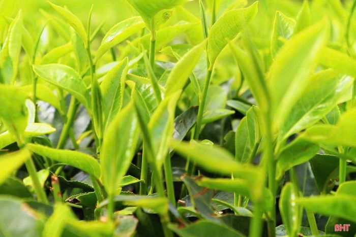 Nhiều diện tích chè tại các xã Hương Đô, Kỳ Thương, Sơn Kim 2… cũng được bổ sung nguồn nước, tăng độ ẩm đất, tạo điều kiện thuận lợi cho cây phục hồi và ra búp sau thời gian nắng nóng kéo dài.
