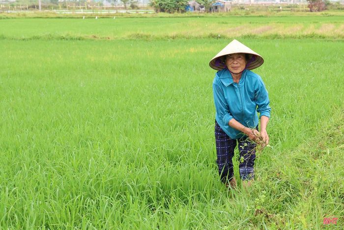 Bà Châu chia sẻ: “Mưa xuất hiện đúng vào giai đoạn lúa hè thu cần nước tưới, dưỡng chất để chuẩn bị làm đòng nên rất thuận lợi. Nhờ có mưa, cây lúa xanh tươi hẳn, bà con cũng bớt áp lực trong việc chống hạn”.