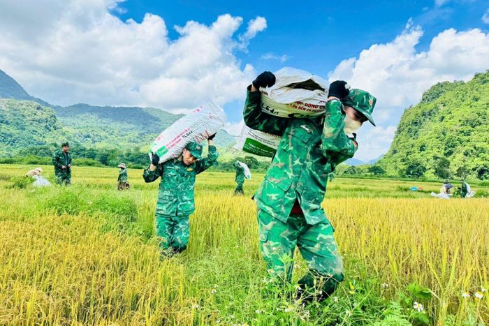 Cán bộ, chiến sĩ Đồn Biên phòng Hướng Lập về các thôn, bản hỗ trợ đồng bào Bru - Vân Kiều thu hoạch lúa.