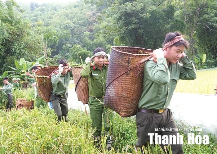 Công an xã Sơn Thủy giúp đỡ người dân gặt lúa trong những ngày nắng nóng gay gắt. Ảnh: Đỗ Đức