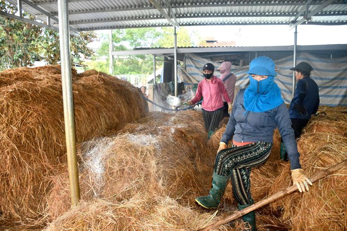 Để sản xuất nấm chất lượng, cần xử lý nguyên liệu rơm sạch. Ảnh: QUANG VIỆT.