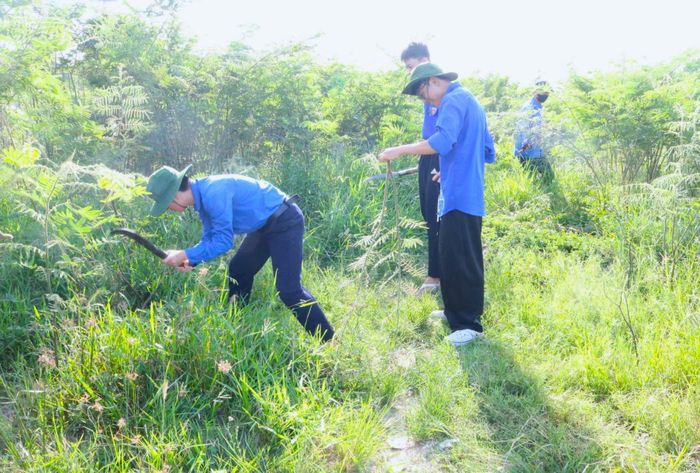 Tuổi trẻ xã Hòa Tiến phát quang, xử lý các bụi cây Mai Dương. Ảnh: NGỌC QUỐC