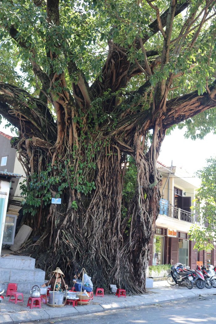 Cây Da kèn. Ảnh: Hồng Việt