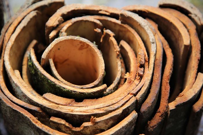 Những cuộn vỏ quế tươi được người dân buộc chặt mang đến giới thiệu cho du khách. Ảnh: ALĂNG NGƯỚC