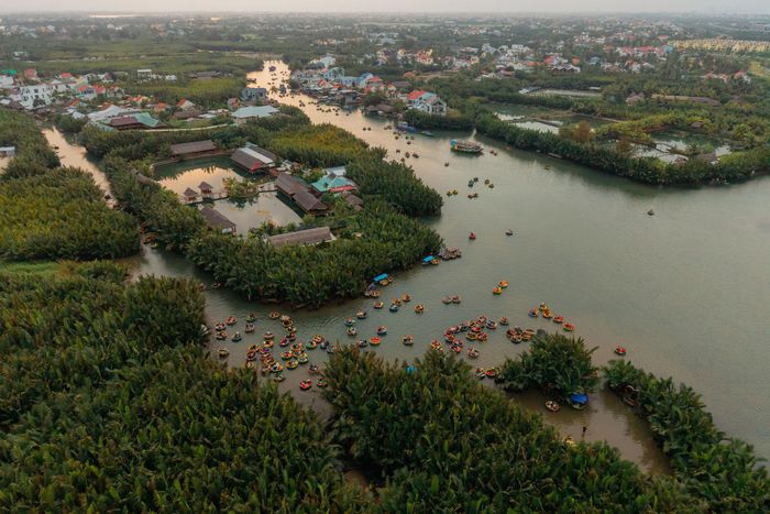 Rừng dừa nước ở Cẩm Thanh - Ảnh: Nguyễn Xuân Anh