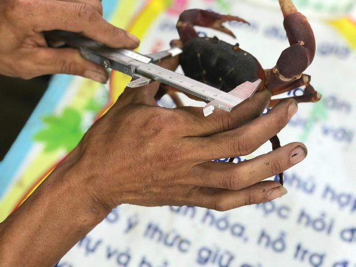 Đo kích thước và dán nhãn sinh thái cho cua đá. Ảnh: MINH HẢI