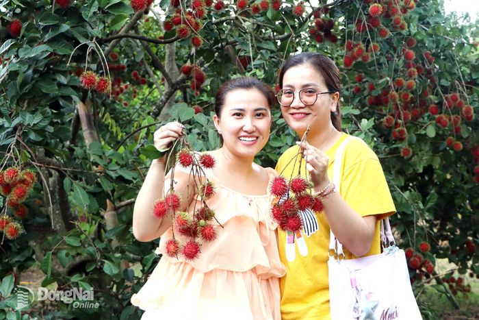 Du khách khám phá vườn chôm chôm Út Tiêu, phường Bình Lộc. Ảnh: Ngọc Liên