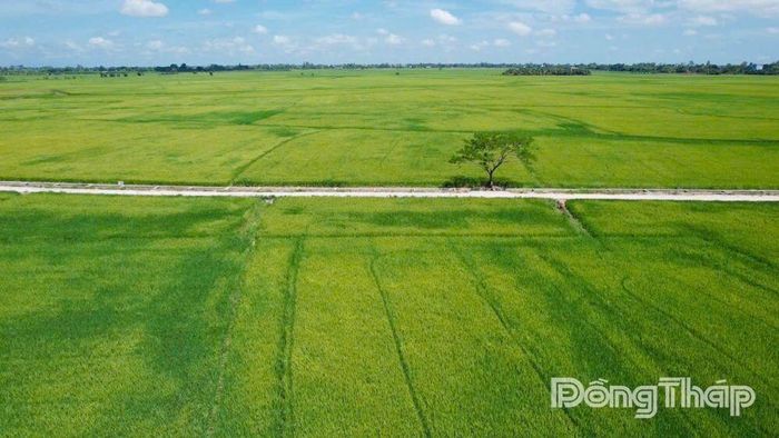 Đến nay, xã Tam Nông có 3.780 héc-ta lúa tham gia Đề án Phát triển bền vững 1 triệu héc-ta chuyên canh lúa chất lượng cao, phát thải thấp gắn với tăng trưởng xanh vùng Đồng bằng sông Cửu Long.