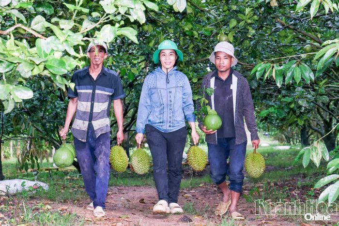 Khu vườn rộng 10ha của gia đình chị Minh trồng nhiều loại cây ăn trái.