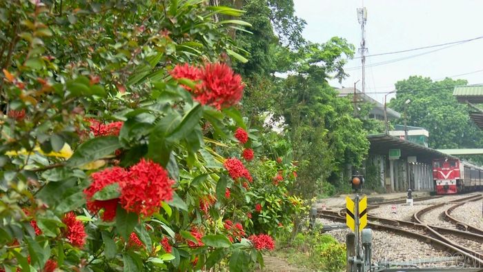 Những tuyến "Đường tàu - Đường hoa" góp phần tạo điểm nhấn cảnh quan dọc tuyến đường sắt qua phường Lào Cai.