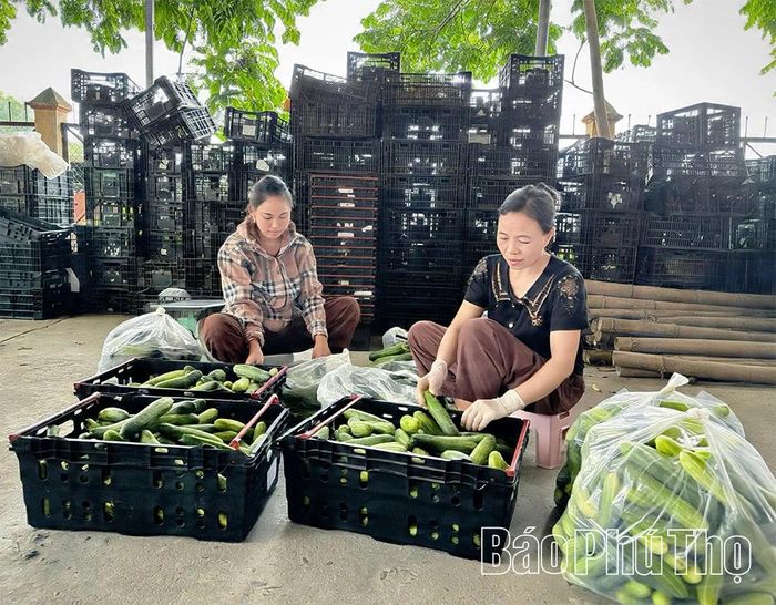 Mỗi ngày, HTX Dịch vụ nông nghiệp - kinh doanh hàng nông sản An Hòa cung cấp cho thị trường hàng tấn dưa chuột đạt tiêu chuẩn OCOP 3 sao.