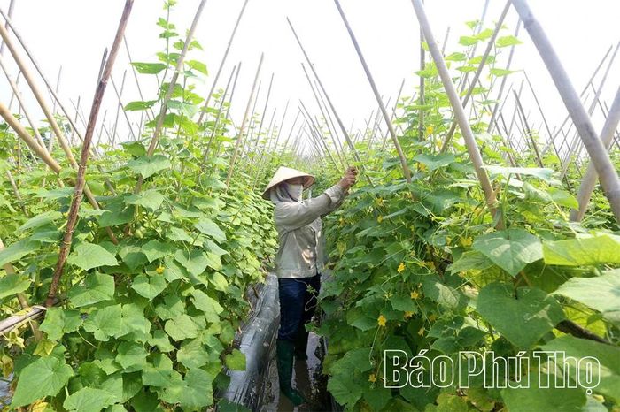 Ứng dụng kỹ thuật canh tác an toàn giúp HTX Dịch vụ nông nghiệp - kinh doanh hàng nông sản An Hòa tạo ra sản phẩm dưa chuột đạt chuẩn OCOP 3 sao.