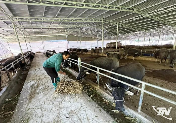 Người dân xã Nghiên Loan mở rộng quy mô chăn nuôi trâu, bò, nâng cao hiệu quả kinh tế.