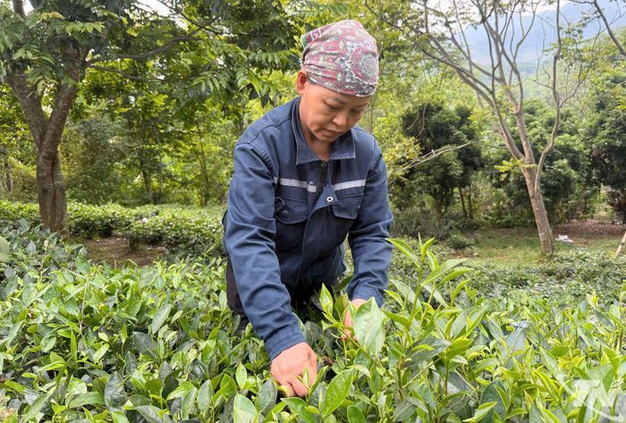 Chị Dương Thị Hiệp đã gắn bó với cây chè hơn 20 năm.