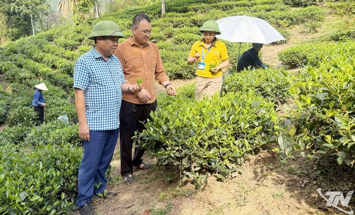 Chủ tịch UBND xã Chợ Mới Trần Mạnh Cường (ngoài cùng bên trái) khảo sát vùng chè trên địa bàn.