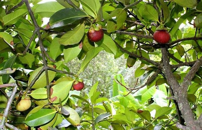 Những trái măng cụt đã vào vụ, chào đón du khách thập phương tới thưởng thức