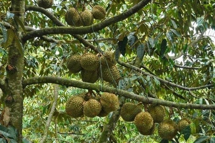 Sầu riêng đã chín, sẵn sàng phục vụ du khách