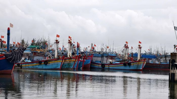 Sau một thời gian loay hoay cân đối chi phí do giá dầu tăng cao, hiện các ngư dân Quảng Ngãi đã bắt đầu mạnh dạn trở lại ngư trường sau nhiều lần giá dầu giảm mạnh.