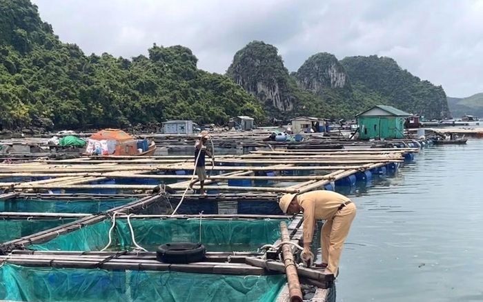Cảnh sát đường thủy Quảng Ninh hỗ trợ ngư dân chằng buộc lồng bè nuôi thủy sản.