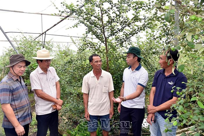 Đồng chí Võ Văn Dũng tham quan vườn táo với 300 gốc của nông dân Phạm Thanh Phương tại ấp Thông Lưu, xã Vĩnh Lợi.