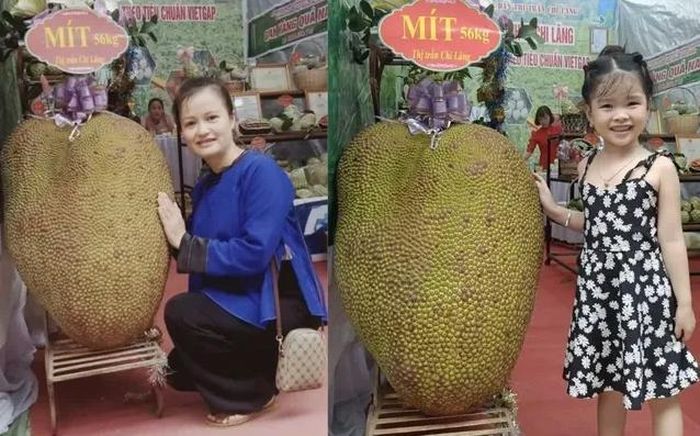 Quả mít nặng 56 kg ở Lạng Sơn gây sốt một thời.