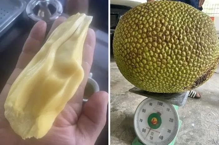 Quả mít gần 55 kg của ông Thiệu.