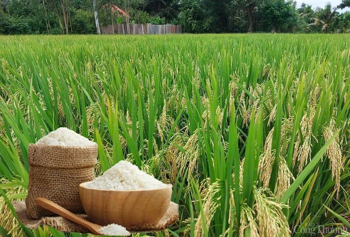 Giá lúa gạo trong nước giữ ổn định. (Ảnh minh họa: Báo Công Thương)