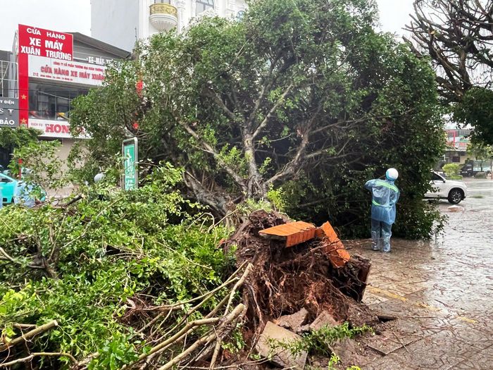 Mưa bão số 1 khiến nhiều cây xanh tại khu vực phường Móng Cái 1, tỉnh Quảng Ninh bị bật gốc.