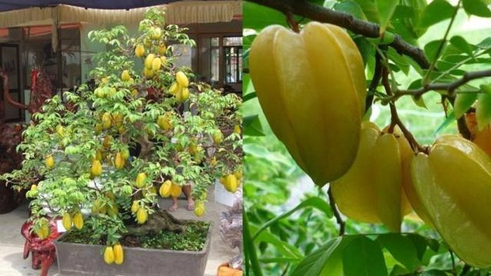 Việc lựa chọn cây phong thủy hợp mệnh là một yếu tố rất quan trọng để tối ưu hóa nguồn năng lượng tốt.