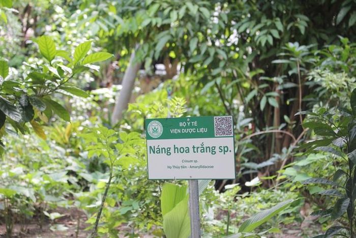 Một góc Vườn Bảo tồn gen và giống cây thuốc khu vực Nam bộ.