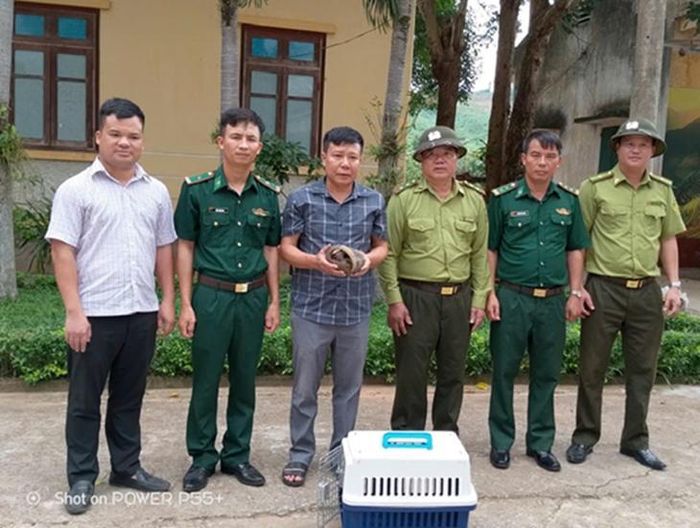 Cán bộ Trung tâm Cứu hộ, Bảo tồn và Phát triển sinh vật tiếp nhận cá thể tê tê Java (Ảnh: VQG PNKB).