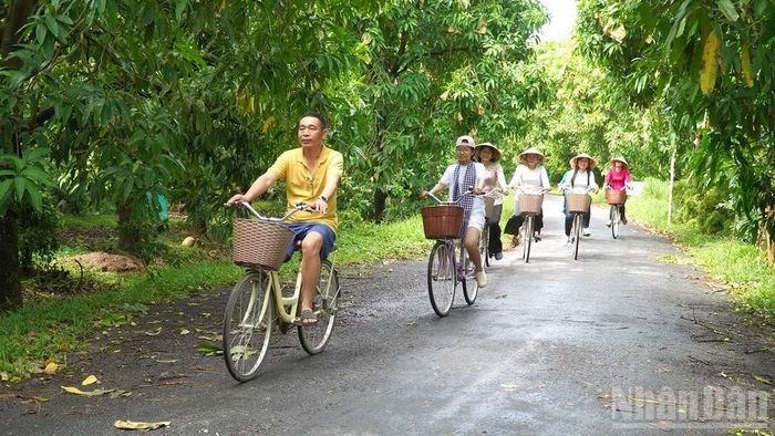 Du khách đạp xe trải nghiệm trên những cung đường xoài rợp bóng mát.