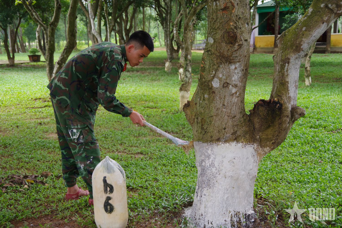 Chiến sĩ Trung đoàn 19 quét vôi bảo vệ cây bóng mát. Ảnh: MẠNH TRÌNH 