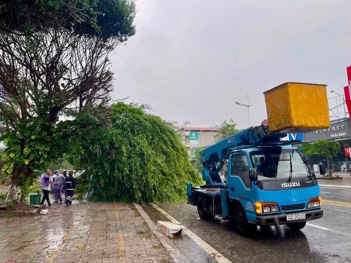  Lực lượng chức năng thu dọn, xử lý cây xanh ngã đổ do bão số 1 tại Móng Cái (tỉnh Quảng Ninh). Ảnh do người dân chia sẻ 