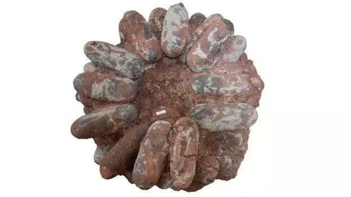 Ổ trứng hóa thạch của loài khủng long Oviraptor.