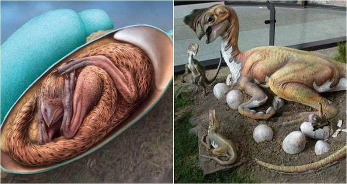 Các nhà khoa học nhận định khủng long Oviraptor có thể phải nhờ đến ánh nắng mặt trời để cùng ấp trứng.