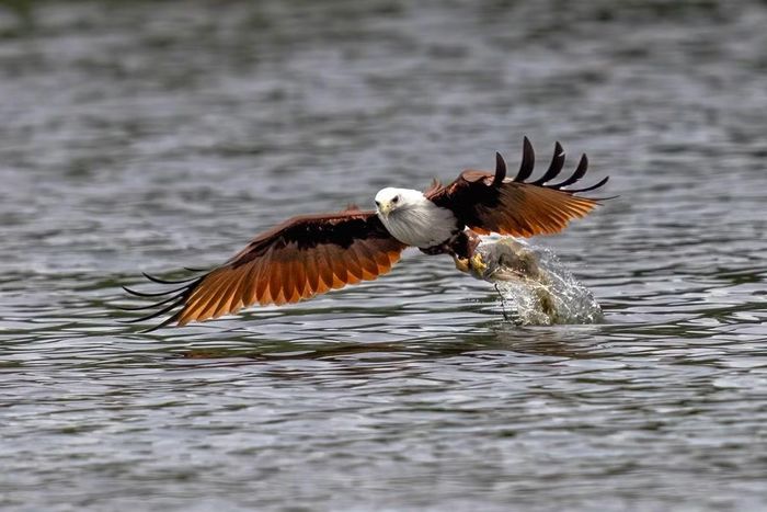 Ảnh: Wikimedia Commons