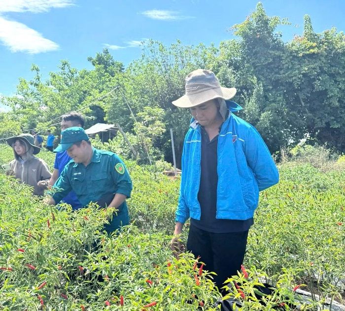 Anh Sơn chia sẻ về mô hình trồng ớt.