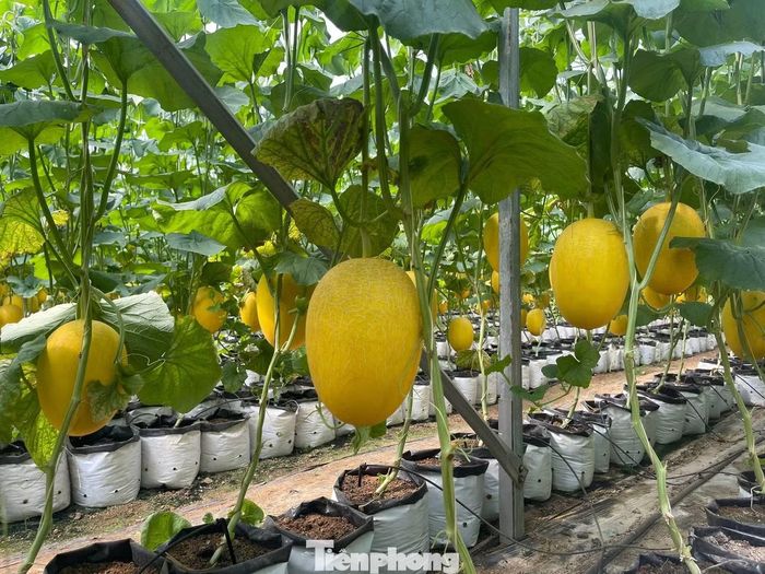 Vườn dưa lưới của anh Hiếu đang vào mùa thu hoạch.