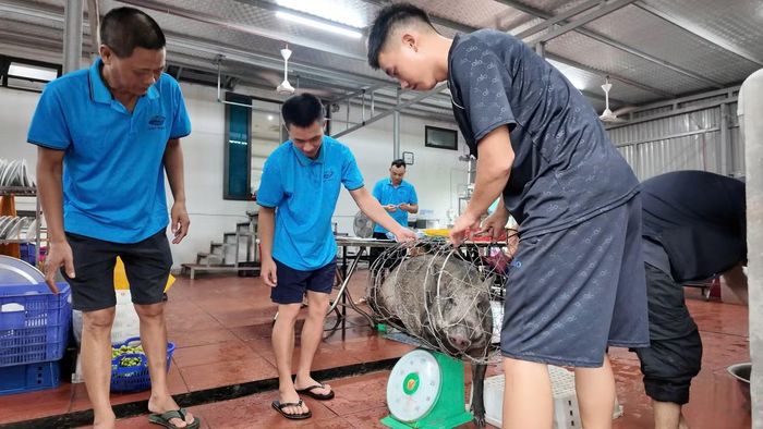 Con lợn được mua từ Mộc Châu, chủ khách sạn nuôi hơn 1 năm nay.