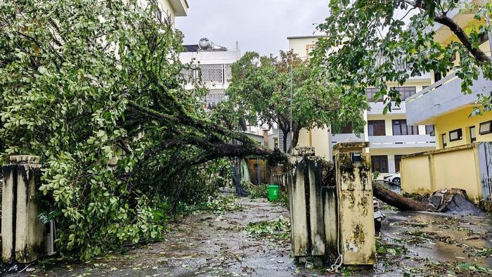 Cùng với đó, khoảng 10 cột điện chiếu sáng bị hư hỏng; gần 800 cây xanh các loại bị gãy, đổ; khoảng 20 mái tôn nhà dân bị tốc; trụ cổng Trạm Kiểm soát Biên phòng Mũi Ngọc bị đổ sập.