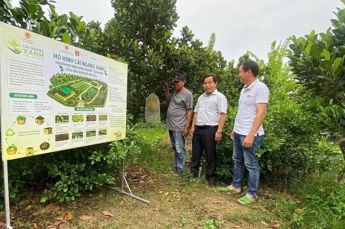 Xã Cái Ngang có hơn 5.243 ha đất sản xuất nông nghiệp, có các vùng chuyên canh giá trị kinh tế cao như mít ruột đỏ, sầu riêng, chanh...