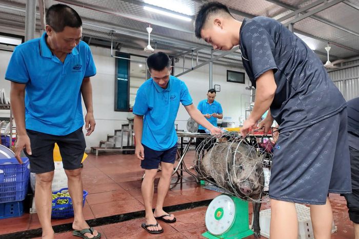 Con lợn rừng được chủ khách sạn dùng thiết đãi du khách. Ảnh: Đ.X