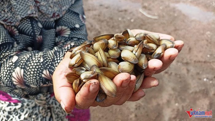 Những con don có kích thước khá nhỏ, thậm chí nhỏ hơn cả con hến.