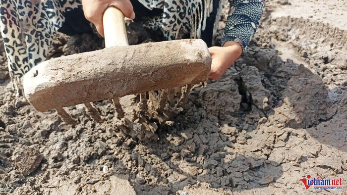 Dụng cụ duy nhất để bắt con don là chiếc cào.