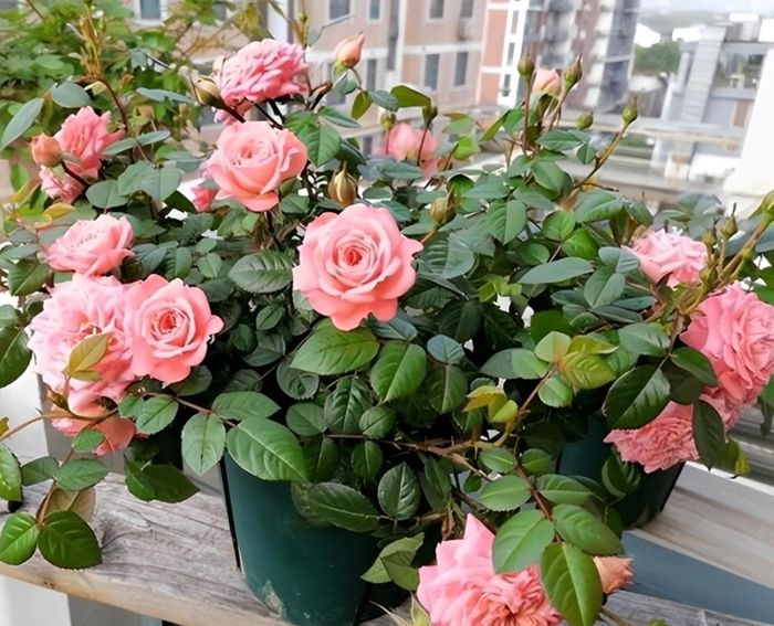 Hoa hồng không chỉ tạo điểm nhấn cho không gian mà còn tượng trưng cho tình yêu và sự gắn kết.