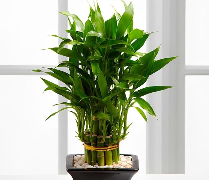 Cây phất dụ với lá xanh bóng, dáng đứng vững chãi, biểu tượng của sự bình an, may mắn và niềm vui bền vững.