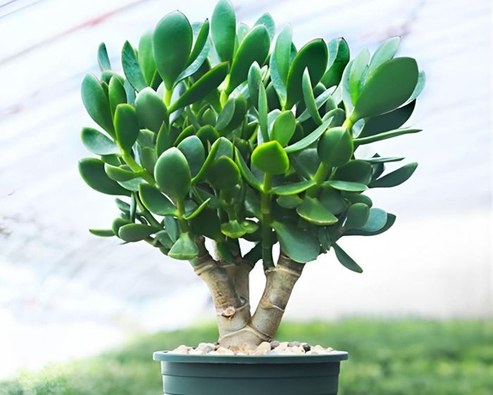 Cây ngọc bích với lá dày, xanh bóng, mang đến cảm giác bình an, ổn định và năng lượng tích cực cho không gian sống.